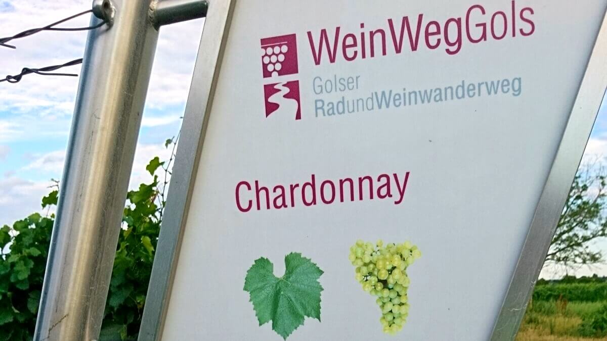 Edukativní vinice v Golsu - odrůda Chardonnay