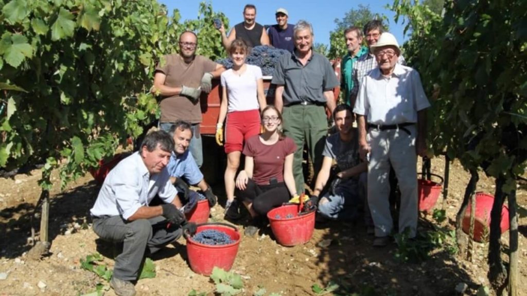 Agricola Losi - sklizeň