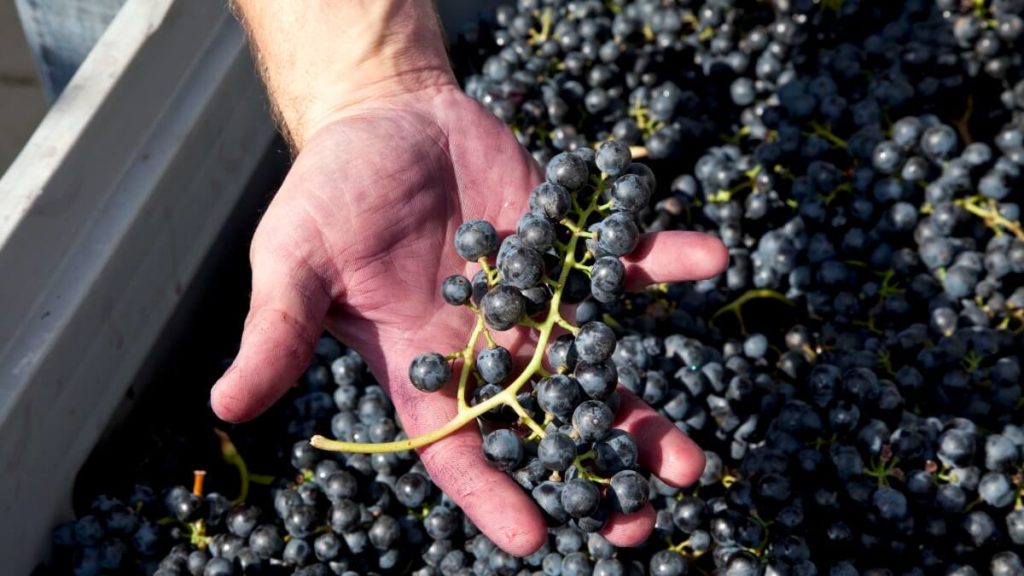 Weingut Pöckl - sklizeň hroznů