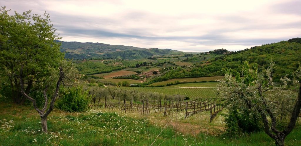 Le Cinciole - vinice