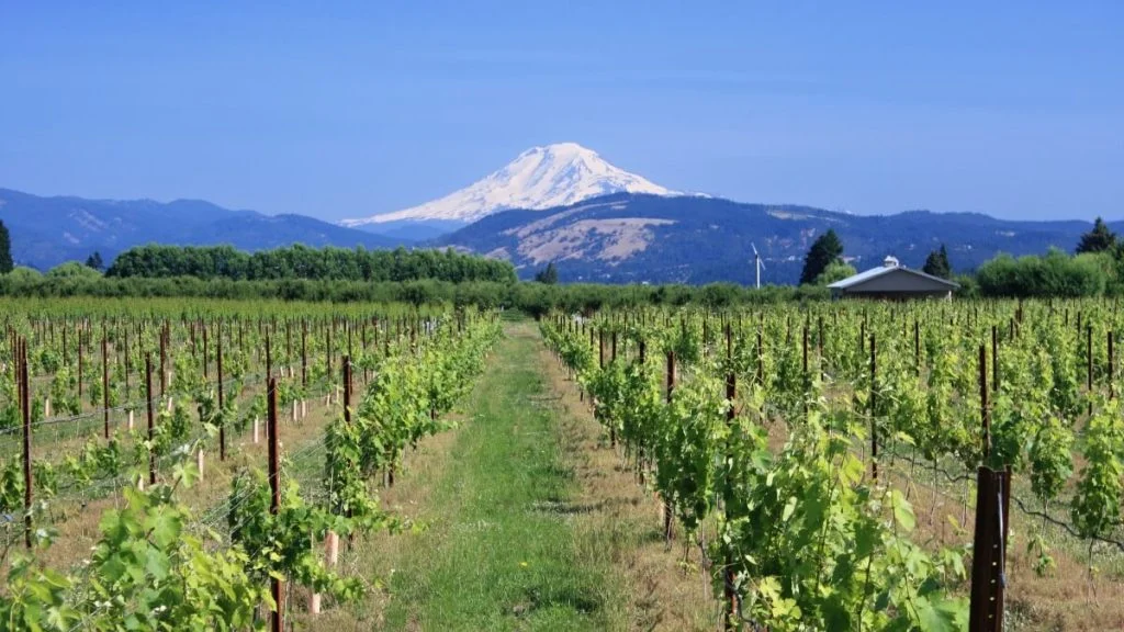 Vinice ve státě Washington