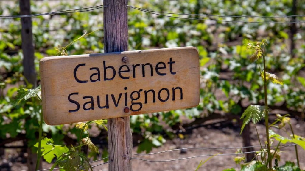 Odrůda Cabernet Sauvignon