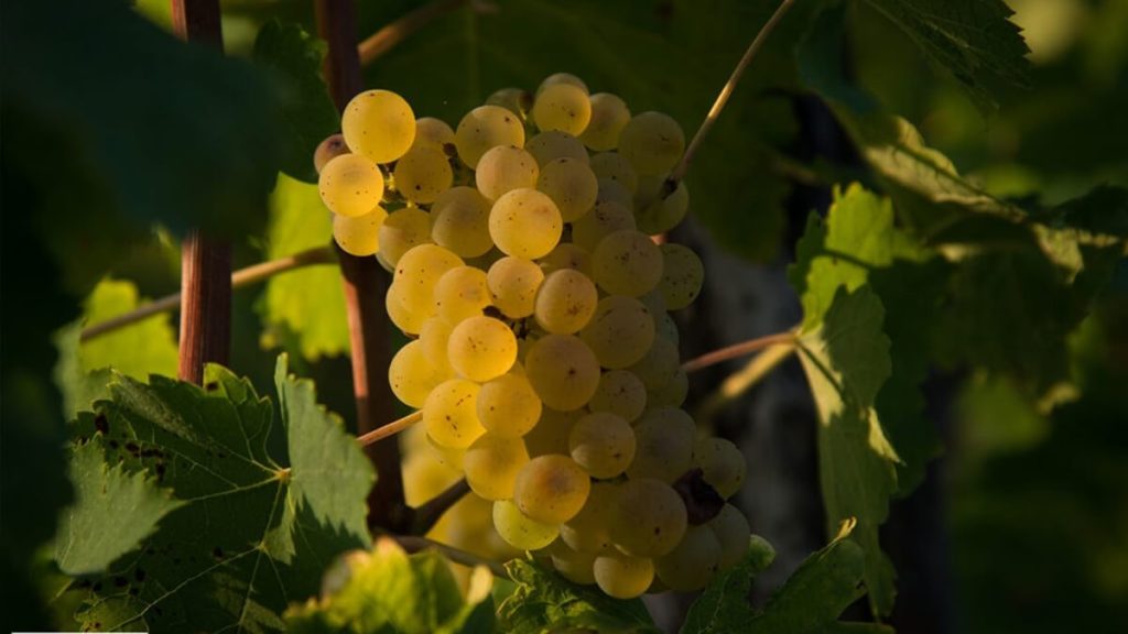 Hrozny odrůdy Glera