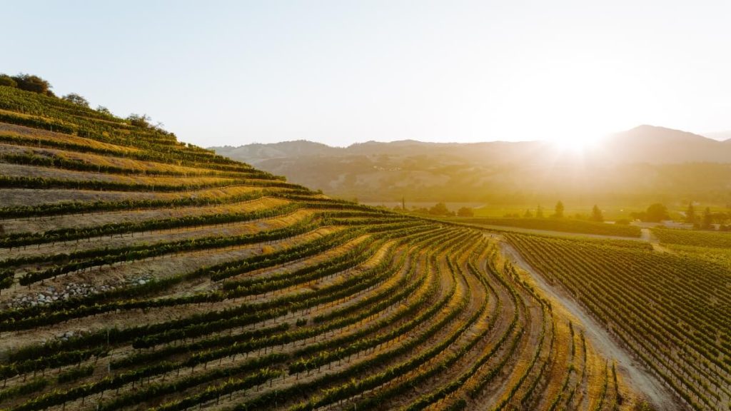 Seghesio Family Vineyards